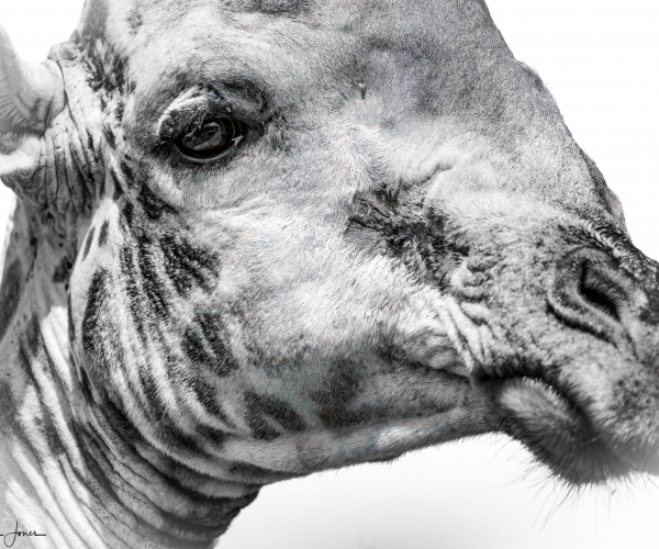 Giraffe Close Up