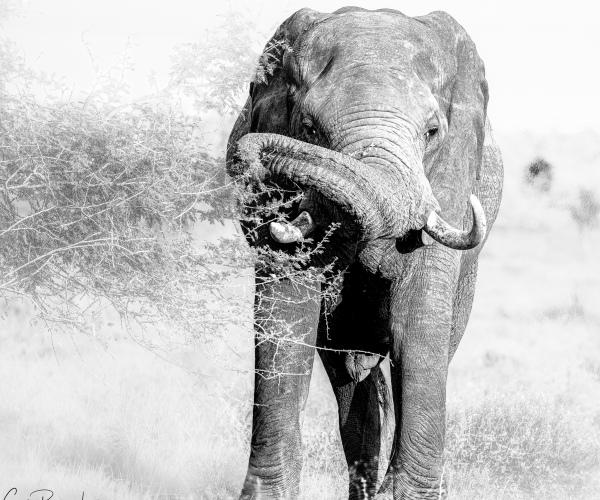 Elephant Male Browsing