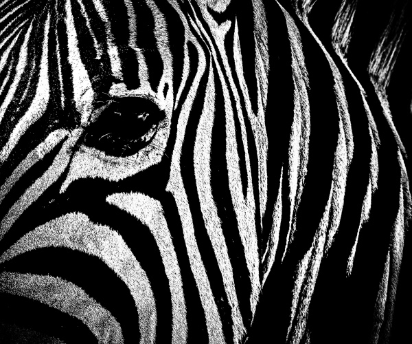Zebra Eye