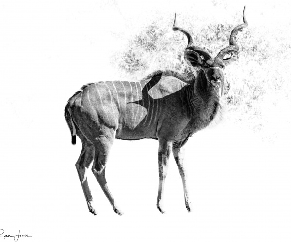 Kudu Male Majestic