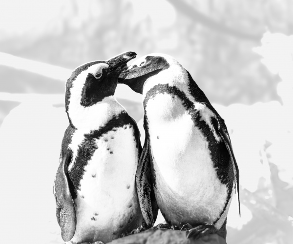 African_Penguins_A_Couple