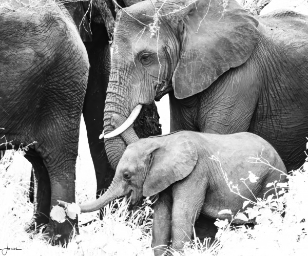 Elephant Family in Trees