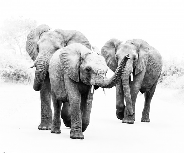 Elephant Small Family