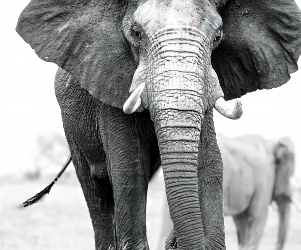 Elephant Male Warning