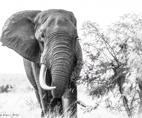 Elephant Missing Tusk
