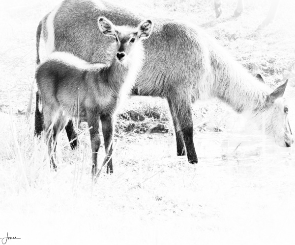 Waterbuck Mother and Calf