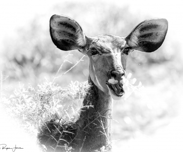 Kudu Female