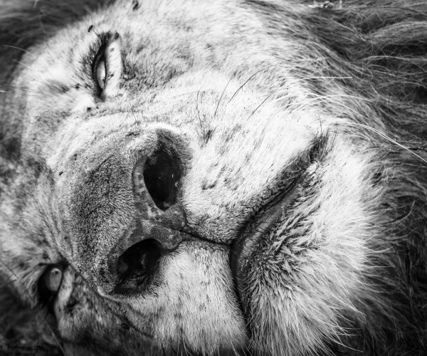 Lion Sleeping Close Up