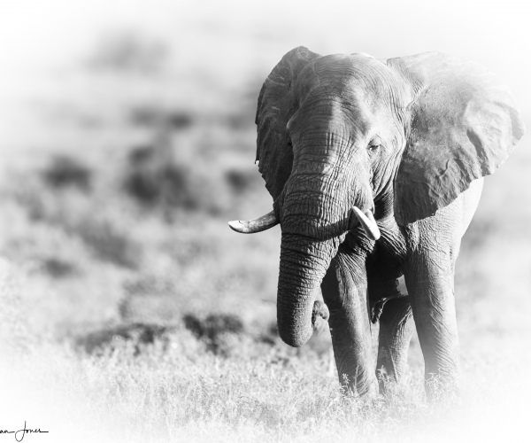 Elephant Male Solitary