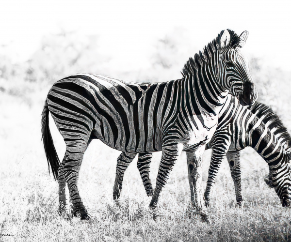 Zebra Patterned Horse