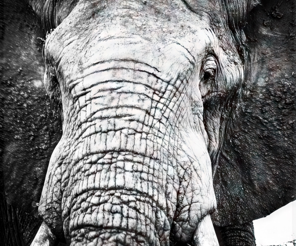 Elephant Bull Agitated Close Up