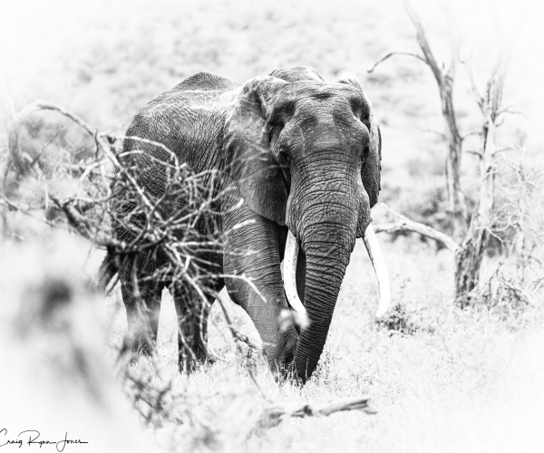 Elephant Relaxed