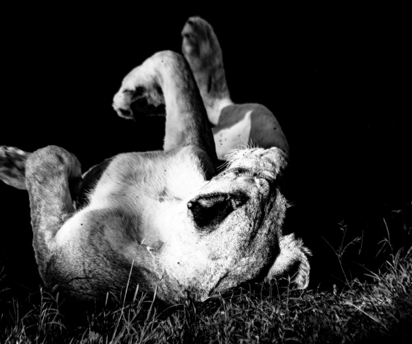 Lioness Rolling