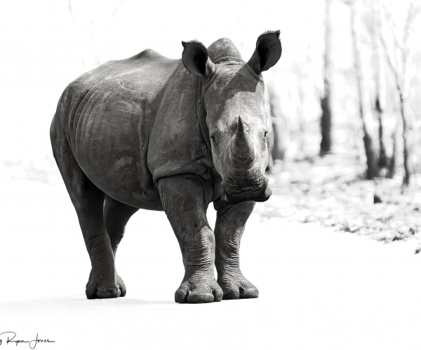 White Rhino Male Alert