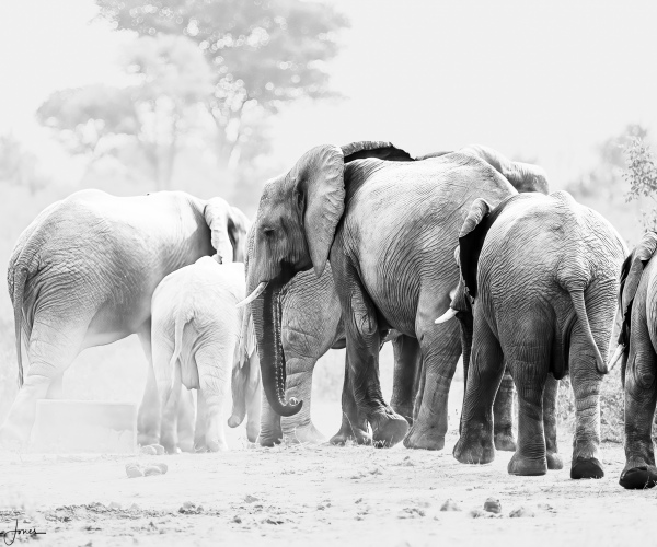 Elephant Parade