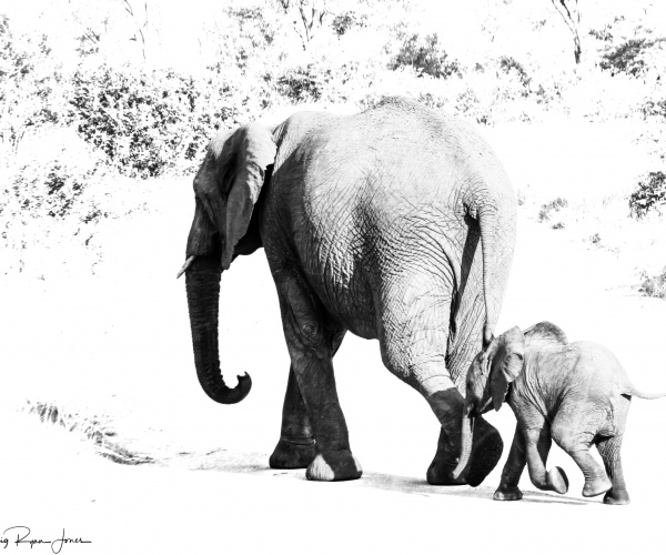 Elephant Female Calf Following