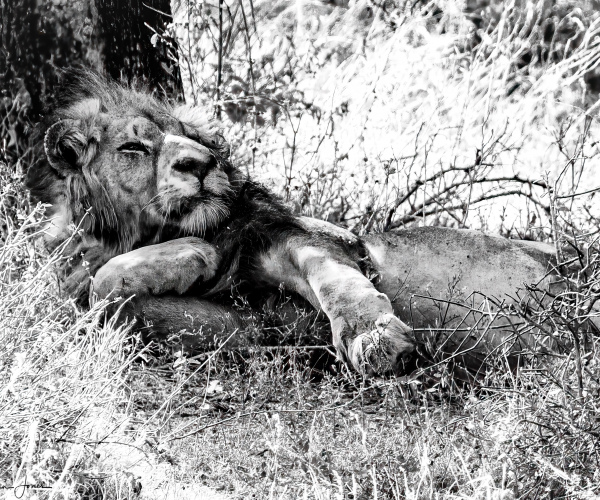 Lion Male Resting