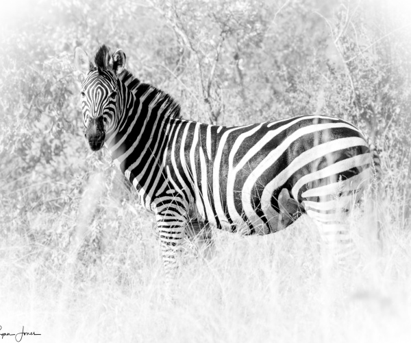 Zebra Unique Pattern