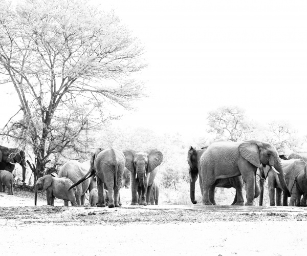 Elephant Conference