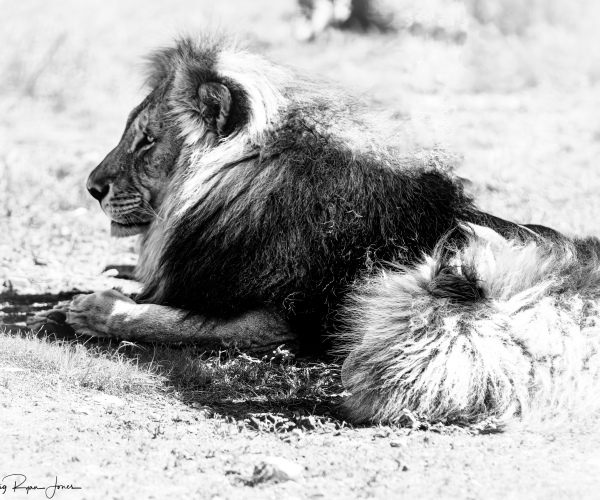 Lion Male Coalition