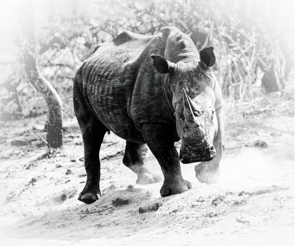 White Rhino Male Challenge