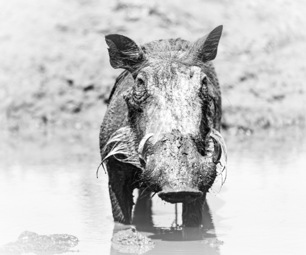 Warthog Mud Wallow