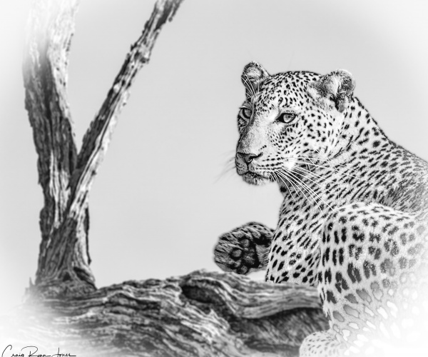 Leopard Awareness