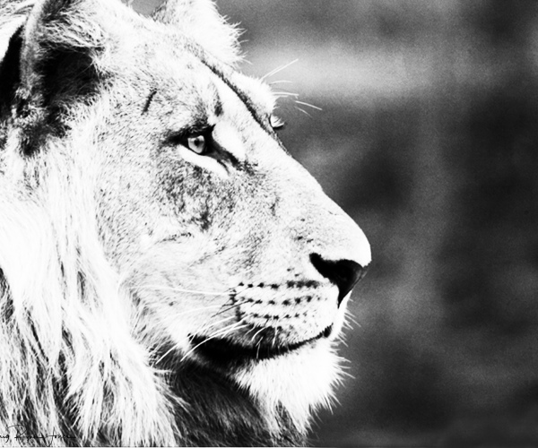 Lion Male Profile