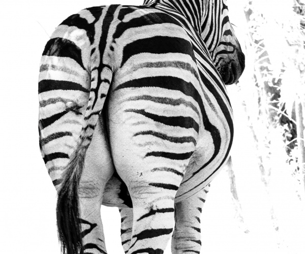Zebra Pregnant Cow