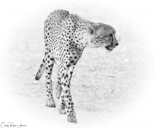 Cheetah Walking Left