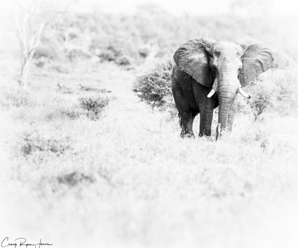 Elephant Male Thoughtful 