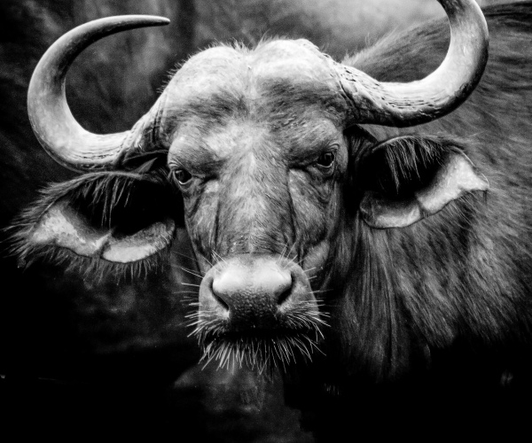 Cape Buffalo Portrait