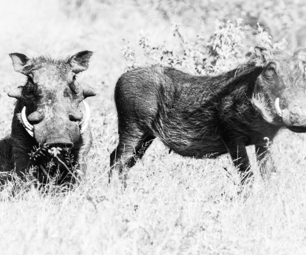 Warthogs A Duo