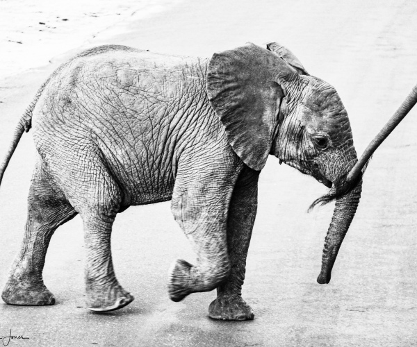 Elephant Baby