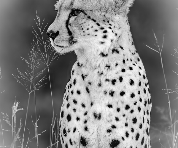 Cheetah Looking Right