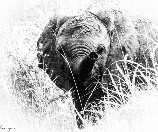 Elephant Curious Baby