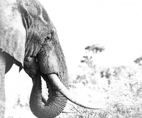 Elephant Male Profile