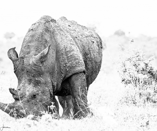 Rhino Endangered Species
