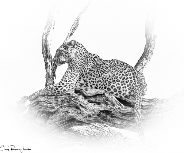 Leopard at Ease