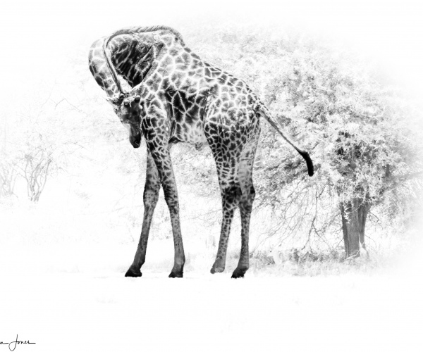 Giraffe Bending Neck