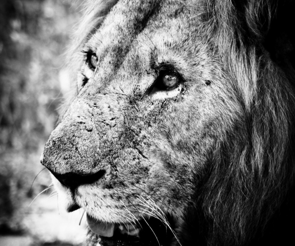 Lion Male Headshot