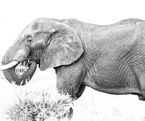 Elephant Feeding