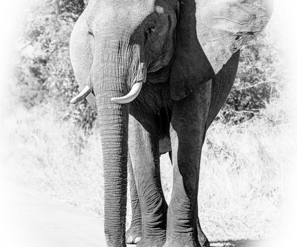 Elephant Cow