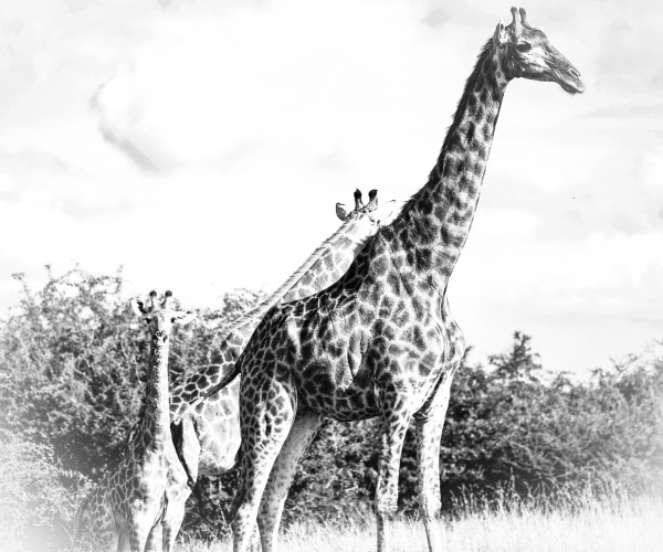 Giraffe Family