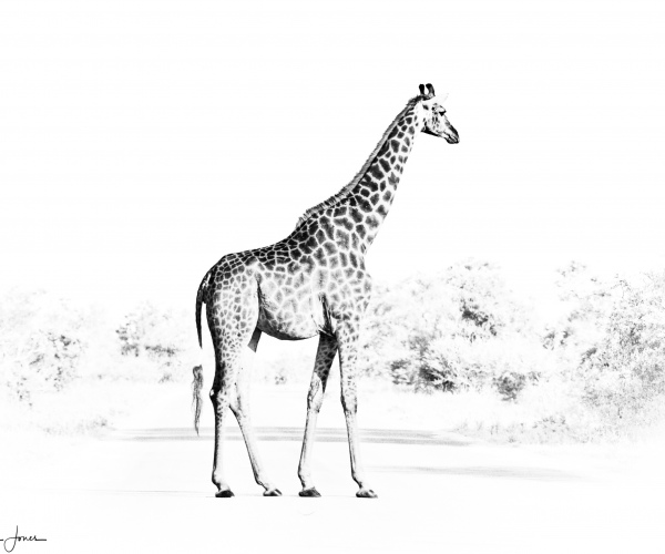 Giraffe Alert