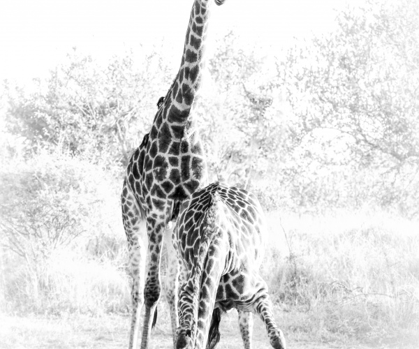 Giraffe I Will Watch