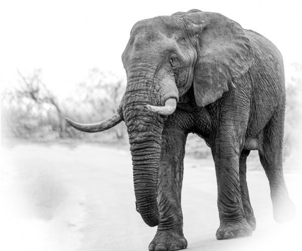 Elephant Bull Crossing the Road