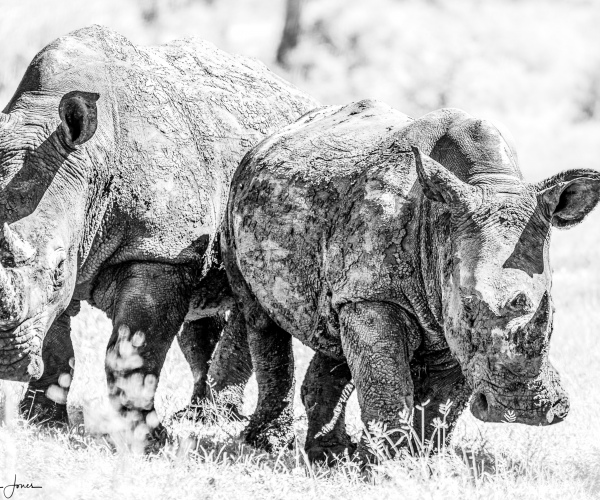 White Rhino Mud Splattered