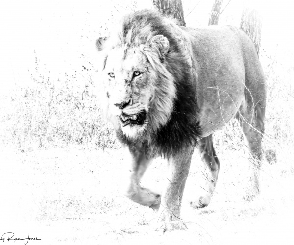 Lion Male Stalking