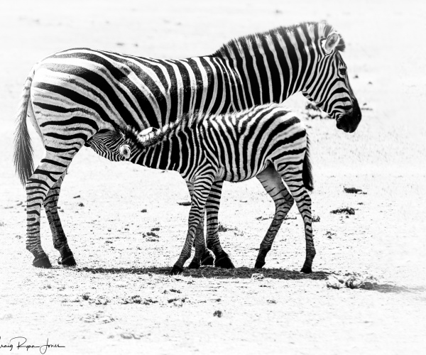 Zebra Suckling